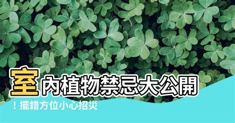 室內植物風水禁忌|居家種錯植物壞運纏身？室內植物風水禁忌 